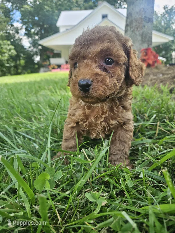 Joker – Cavapoo puppy for sale in Crab Orchard, KY