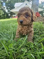 Joker, a male Cavapoo for sale in Crab Orchard, KY – 1 of 4