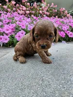 Goose, a male Cavapoo for sale in Crab Orchard, KY – 3 of 5