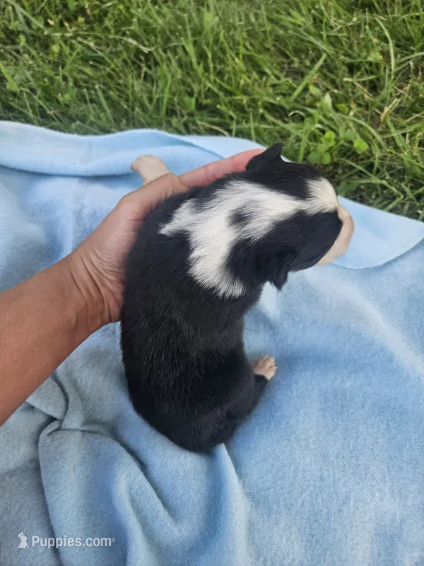 Lottie – Australian Shepherd puppy for sale in Crab Orchard, KY