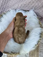 Mars, a male Cavapoo for sale in Crab Orchard, KY – 4 of 4