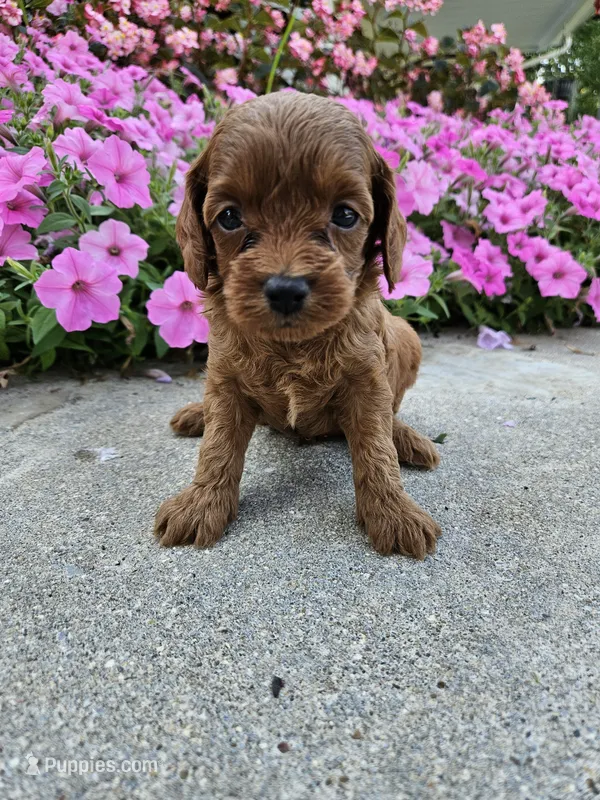 Goose – Cavapoo puppy for sale in Crab Orchard, KY