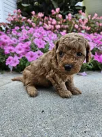 Gizmo, a male Cavapoo for sale in Crab Orchard, KY – 4 of 4