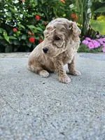 Winston, a male Bichpoo for sale in Crab Orchard, KY – 4 of 5