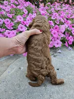 Hazel , a female Cavapoo for sale in Crab Orchard, KY – 4 of 6