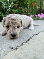 Wren, a female Bichpoo for sale in Crab Orchard, KY – 6 of 6