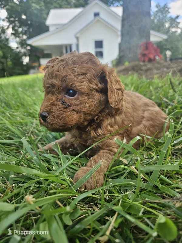 Sammy – Cavapoo puppy for sale in Crab Orchard, KY