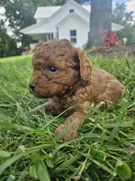 Sammy, a male Cavapoo for sale in Crab Orchard, KY – 1 of 5