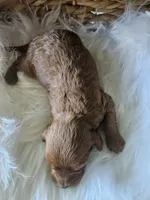 Grace, a female Cavapoo for sale in Crab Orchard, KY – 2 of 7