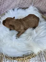 Mischief , a male Cavapoo for sale in Crab Orchard, KY – 3 of 4