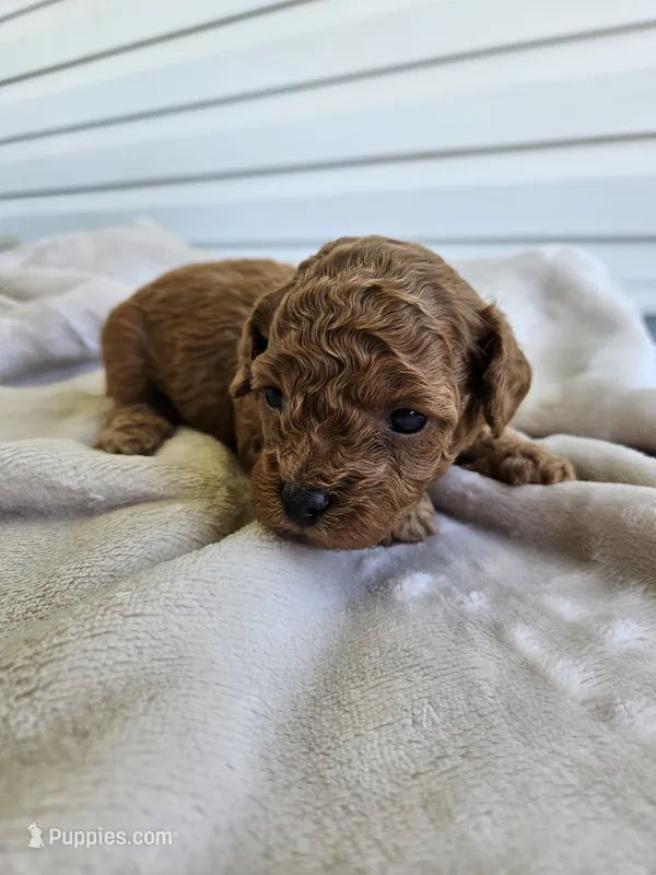 Rosie – Bichpoo puppy for sale in Crab Orchard, KY