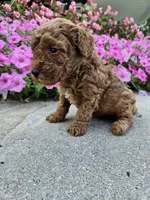 Gus, a male Cavapoo for sale in Crab Orchard, KY – 3 of 4