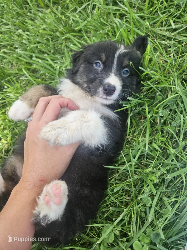 Ledger – Australian Shepherd puppy for sale in Crab Orchard, KY