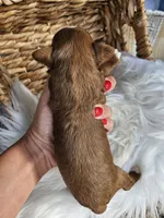 Hallie, a female Cavapoo for sale in Crab Orchard, KY – 3 of 5