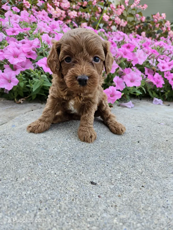 Grace – Cavapoo puppy for sale in Crab Orchard, KY