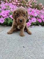 Grace, a female Cavapoo for sale in Crab Orchard, KY – 1 of 5