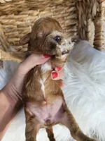 Hattie, a female Cavapoo for sale in Crab Orchard, KY – 3 of 6