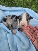 Lacey, a female Australian Shepherd for sale in Crab Orchard, KY – 1 of 5