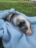 Lincoln , a male Australian Shepherd for sale in Crab Orchard, KY – 3 of 7