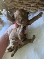 Grace, a female Cavapoo for sale in Crab Orchard, KY – 4 of 7
