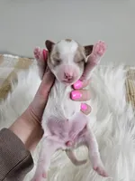 Addie, a female Cavapoo for sale in Crab Orchard, KY – Photo 4 of 5