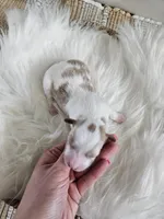 Addie, a female Cavapoo for sale in Crab Orchard, KY – Photo 5 of 5