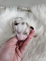 Addie, a female Cavapoo for sale in Crab Orchard, KY – Photo 3 of 5