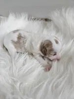 Addie, a female Cavapoo for sale in Crab Orchard, KY – Photo 2 of 5