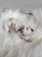 Addie, a female Cavapoo for sale in Crab Orchard, KY – Photo 1 of 5