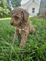 Jax, a male Cavapoo for sale in Crab Orchard, KY – 3 of 6