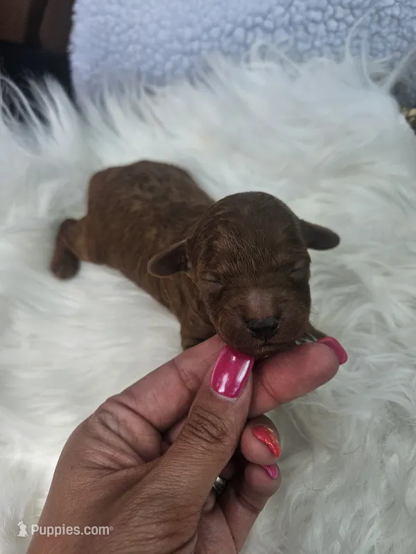 Sammy – Cavapoo puppy for sale in Crab Orchard, KY
