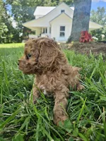 Rhett, a male Bichpoo for sale in Crab Orchard, KY – 2 of 6