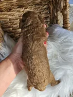 Hazel , a female Cavapoo for sale in Crab Orchard, KY – 5 of 5