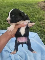 Lottie, a female Australian Shepherd for sale in Crab Orchard, KY – 6 of 7