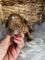 Hattie, a female Cavapoo for sale in Crab Orchard, KY – 2 of 6