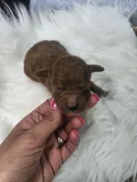 Stormy, a male Cavapoo for sale in Crab Orchard, KY – 5 of 5