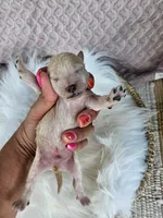 Rocky, a female Bichpoo for sale in Crab Orchard, KY – 3 of 3