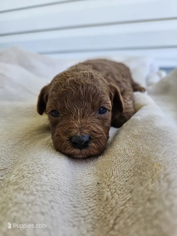 Sarge – Cavapoo puppy for sale in Crab Orchard, KY