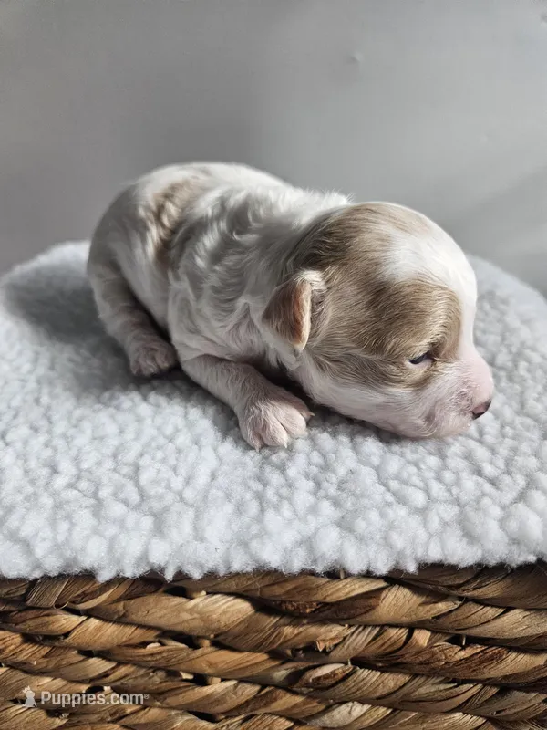 Buttercup  – Bichpoo puppy for sale in Crab Orchard, KY