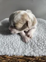 Buttercup , a female Bichpoo for sale in Crab Orchard, KY – Photo 4 of 4