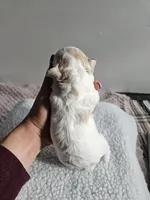 Buttercup , a female Bichpoo for sale in Crab Orchard, KY – Photo 2 of 4