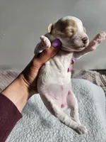 Buttercup , a female Bichpoo for sale in Crab Orchard, KY – Photo 3 of 4