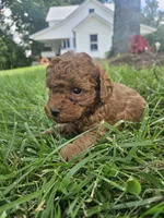 Sammy, a male Cavapoo for sale in Crab Orchard, KY – 4 of 5