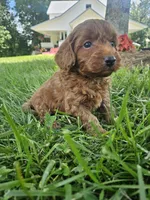 Jet, a male Cavapoo for sale in Crab Orchard, KY – 3 of 5