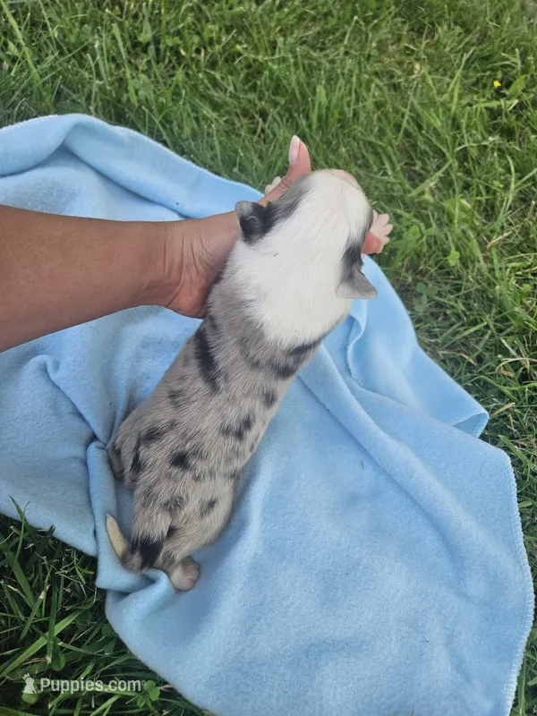 Leo – Australian Shepherd puppy for sale in Crab Orchard, KY