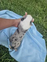 Leo, a male Australian Shepherd for sale in Crab Orchard, KY – 1 of 6