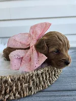 Candy, a female Cavapoo for sale in Crab Orchard, KY – Photo 3 of 5