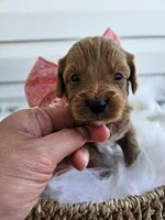 Candy, a female Cavapoo for sale in Crab Orchard, KY – Photo 1 of 5