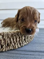 Candy, a female Cavapoo for sale in Crab Orchard, KY – Photo 2 of 5