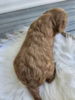 Candy, a female Cavapoo for sale in Crab Orchard, KY – Photo 4 of 5